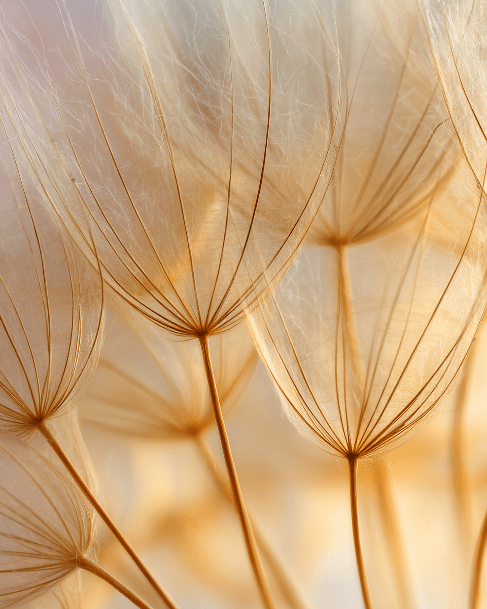 u6774134568_A_very_delicate_close-up_photograph_of_dandelion__bcd79b7e-69e1-4657-a4b9-2de8cae9cec2_1